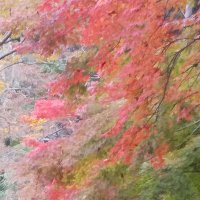 コーネリアス516 (@fromnow202004) 's Twitter Profile