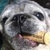 @pugkabu