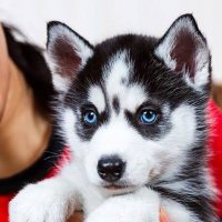 🇺🇲🦮Pawsitif🦮🇺🇲 (@rehili2) 's Twitter Profile