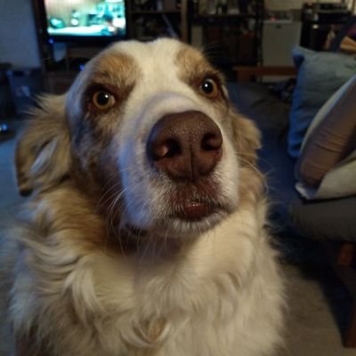 Retired dairy farmer, Australian Shepherd guardian