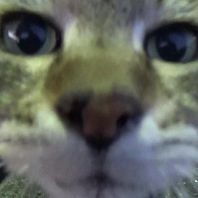 ニャンだと!YouTubeもあるだと。【目指せ10万人】リポストお願いします。
I'm uploading a cat video on YouTube. Look at everyone.Please repost.
ねこまくら Cat pillow
https://t.co/lftQEBfhoY