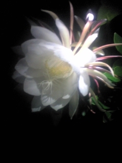 delax_keychan's profile picture. iPhoneAIRライトゴールドを毎日を愛でてるスマホ✨ガジェオタ💕 13ProMAX→15Pro→16Pro→🍎 AIR