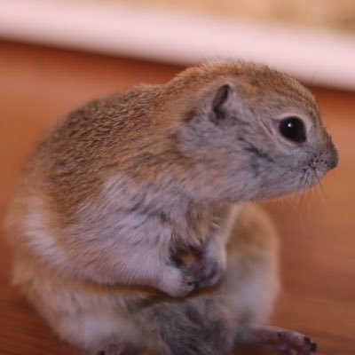 kamatte50's profile picture. リチャードソンジリスを飼い始めましたー！マジでかわいいです✨ 趣味はゲーム、アニメ、お酒、キャンプ、旅行、料理などなど… 今はやることがたくさんあって面白い🤙✨ #友達募集 #飲み会 #遊び  #リチャードソンジリス #ペット