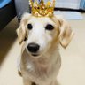 FUMIESSKi's profile picture. マルックス♀サラ11歳 ほぼダックス 🐶2022.11.17ミニチュアダックス♀テトリー4歳が新家族に😊 ワンコ服をのんびりと作ってます👗👔 サイズオーダー、デザイン等、詳細はDMにて承ります🌸