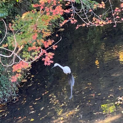 茜音(ふぇいえもん)さんのプロフィール画像