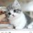 ちーやぐらのアイコン