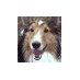 woofster (@woofster) Twitter profile photo woofster (@woofster) Twitter profile photo