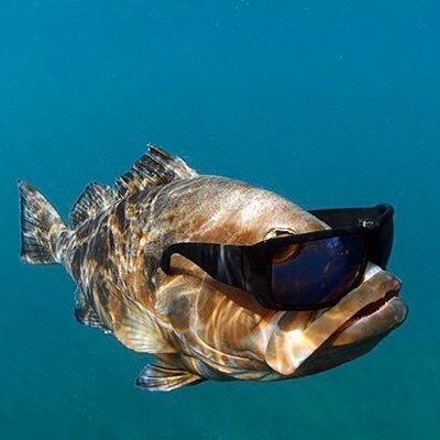 Epic Fish!! (with sunglasses!) (@FishSunglasses) / X