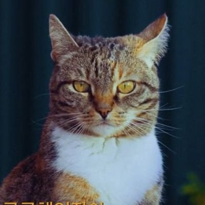 AndreaAndyta's profile picture. Love Music 💖
Love BTS 💜
Love Teen Top 💜
Love BSB 🤍🖤💙
Love BTR ❤️🖤🤍
Love Villanos 🎩🦎🛩️🐻
Love Demon Slayer 💚🩷💛💙
Love Naruto 💛🌸💙🤍