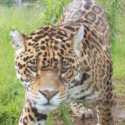 Tomytontoe's profile picture. 