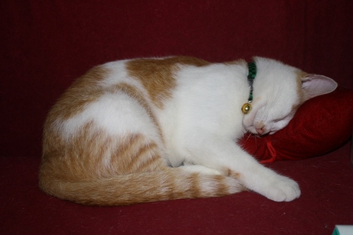 LeutChumpman's profile picture. 