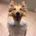 Yorkiebadger (@yorkiebadger1) Twitter profile photo Yorkiebadger (@yorkiebadger1) Twitter profile photo