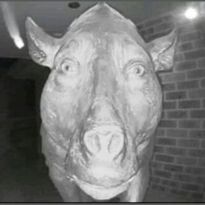 Thomas93790024's profile picture. Please follow @DxnielLFC he's paying me at a premium rate starting from now