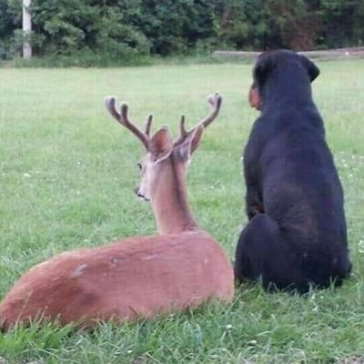 PhiloCritter's profile picture. Student learning from both the University of Adelaide and the school of life.