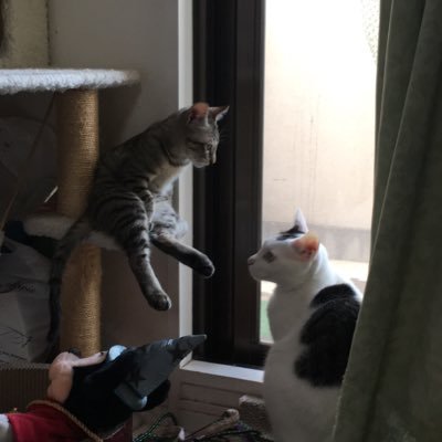 8才雄、2歳になる雄2匹とこの子達の母猫と暮らしています。 無断フォローすみません🙇♀️🙇♀️