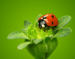 une sélection d'actu sur le bio... maison, alimentation, beauté, loisirs,environnement, règlementations...et sur le commerce équitable.