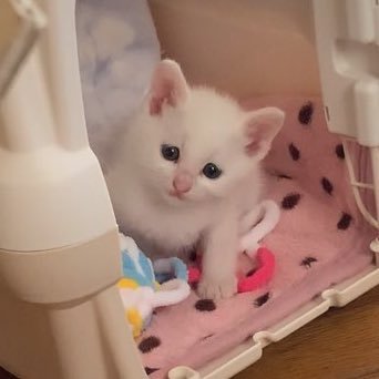 🎀めるちゃん🎀さんのプロフィール画像