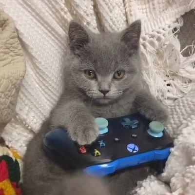 Gato Gamer