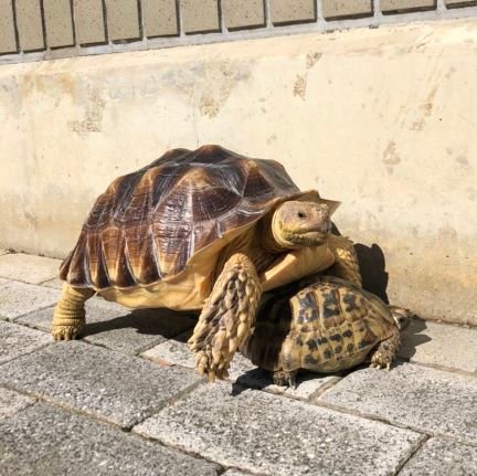 ギリシャのごんちゃん🐢♂
ケヅメのがんちゃん🐢♀️
リクガメ好きな方♡よろしくお願いします✨