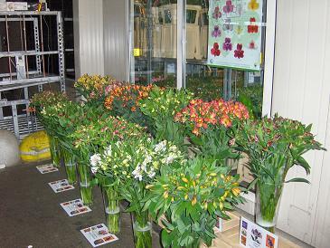 Alstroemeria, Cymbidium, Anthurium, mini Cymbidium, veilingmeester, flora holland, dutch auction, auctioneer, orchids
