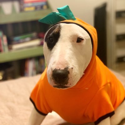 I’m an English Bull Terrier living in Los Angeles! I love my mom, walks, strawberries & cruising in cars. Go Lakers!!