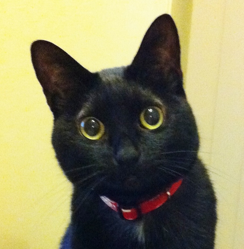 akikorz's profile picture. 高市さん推しの自民党員🇯🇵インドア派。猫好き。海外在住経験9年(家族について行っただけ)で日本の良さを知る。共産主義は大嫌い。DM不可。投資エロ出会い系アカは即☆ブロック。お金あげます系もお断り。