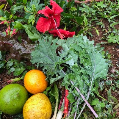 StarlightHaiku's profile picture. Caring person in service