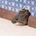 beatris mouse (@beatrismouse) Twitter profile photo beatris mouse (@beatrismouse) Twitter profile photo