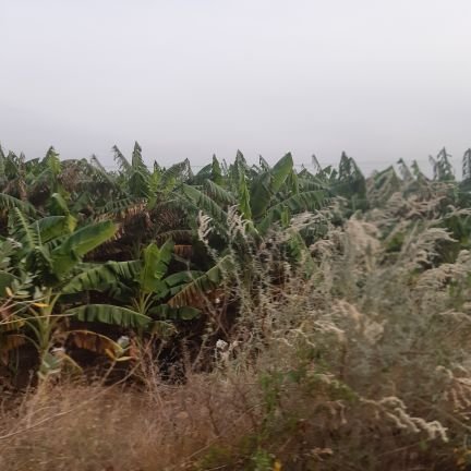 Siva58787257's profile picture. 