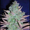 Fabio Ochoa - @Millionsdeuros - Twitter