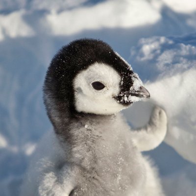 Just thought the world right now could use some more penguins!