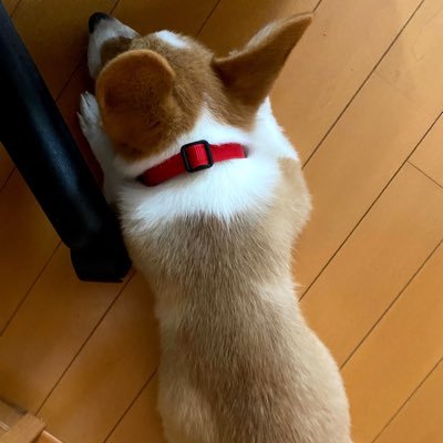 CorgiApo's profile picture. 2020年6月生まれの男の子 我が家の二代目コーギー    思い出アルバムも兼ねてます