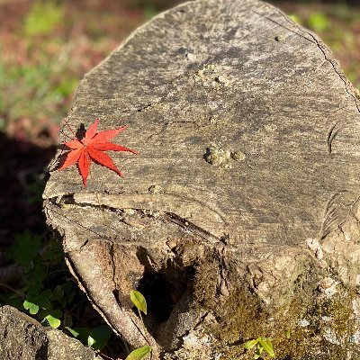 neko905's profile picture. サブカルやゲームと猫関連、雑多なRTが多めなので要注意。無言フォローご自由にどうぞ #愛戦魔界