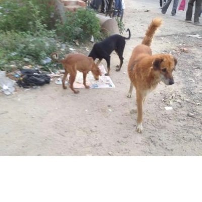 Animal Welfare Volunteers in the Noida and NCR region