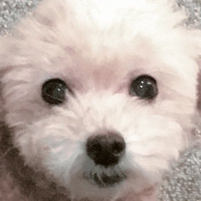 毎日が勉強の日々です。大切な日本という国を、大切にする人達が好きです。良いな!と思うと文字通りいいねや、リツイート、リプライ、フォローをしまくってしまいます。 暴力、グロ、ヘビ 🙅♀️ No DM Sorry