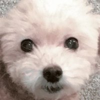 🇯🇵もにゃ (@egglover0212) 's Twitter Profile