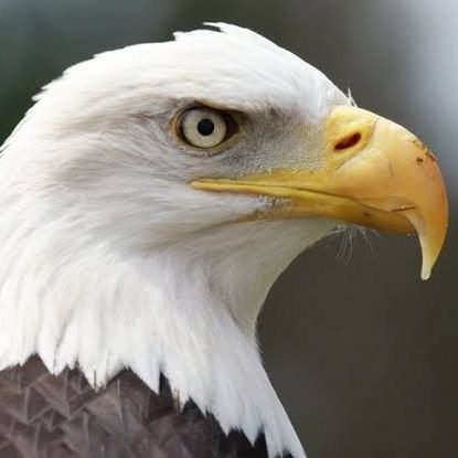 Mongale06's profile picture. 'm an African!