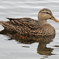 Lishosaurus's profile picture. ive seen fiberrs toilet