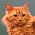 Tormund Sofasbane 🐱🦁🐱 (@sofasbane) Twitter profile photo