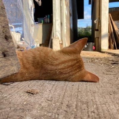 ひらのほのかのプロフィール写真