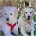 Montse y Duna (@dunalady) Twitter profile photo Montse y Duna (@dunalady) Twitter profile photo
