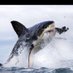 Roger Ziech (@kelloggshark) Twitter profile photo Roger Ziech (@kelloggshark) Twitter profile photo