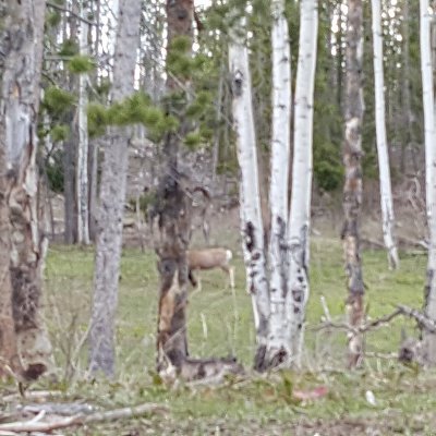 uintablaze's profile picture. Autistic mountain man
#ActuallyAutistic