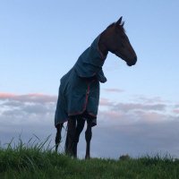 TwistonDaviesEquine (@twistond_equine) 's Twitter Profile
