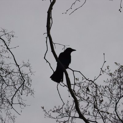 marmuzah's profile picture. Hanafi guy