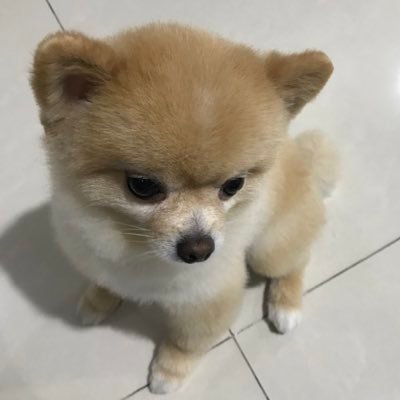 alvingiovanni's profile picture. His name is Ocha, and yes hes cute