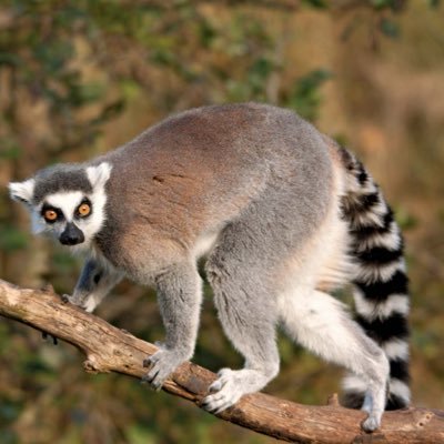 Levis the Lemur