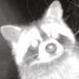 nüdli (@raccoonmother) Twitter profile photo nüdli (@raccoonmother) Twitter profile photo