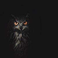 Hussainxr (@hussainxr1) 's Twitter Profile