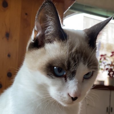 chitan1's profile picture. ラーメンと猫とゲームが好きなオバさんです。ラーメンは煮干し、ゲームはモンハンとゼルダとフロムゲーが好き。猫は全部好き😊